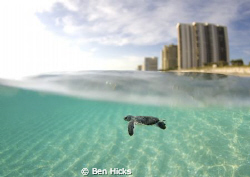 baby sea turtle by Ben Hicks 